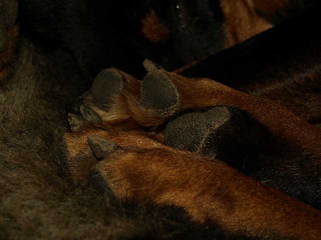 P1050309.JPG - Perfect paws