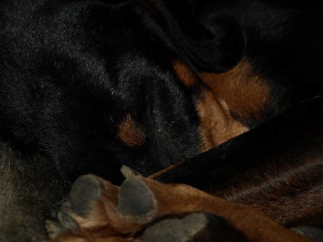 P1050313.JPG - It's tiring work